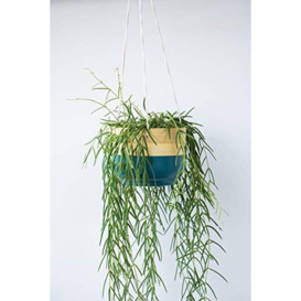 Ivyline Bamboo Hanging Planter Teal D16Cm