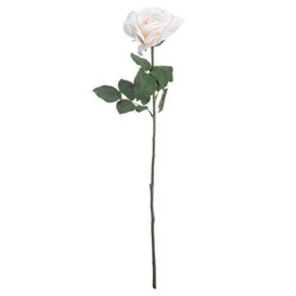 White Silk Garden Rose