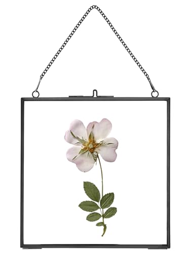 REDHUGO Glass Pressed Flower Frames,Vintage Hanging Picture Frames with Chain,Handmade Brass Floating Picture Frame,Plant Specimen Wall Ornament Display DIY Family Photo,Square,Black