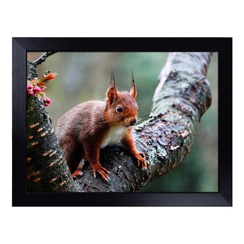 Lap Tray with Bean Bag Cushion, Red Squirrel 2 - Handmade in the UK, Raised Wooden Edge, Padded Cushion, Heat-Resistant Wipe-Clean Surface, for Meals, Laptops and Crafts