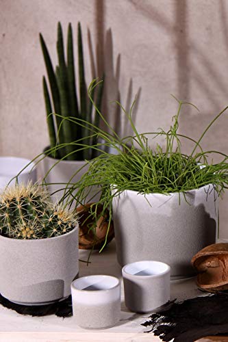 Ivyline Leon Cement Planter D14.5Cm
