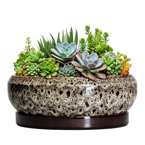 EPFamily Succulent Pots 10 Inch - Ceramic Bonsai Pots with Drainage Hole and Tray, Large Succulent Planters, Shallow Planter Indoor, Round Planter Bowl, Window Decor, Gifts for Plant Lovers, White