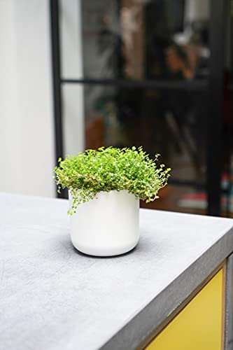 Ivyline Lisbon Planter White H11.5Cm D11.5Cm