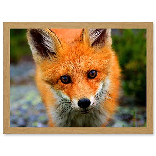 Artery8 Baby Red Fox Portrait Woodland A4 Artwork Framed Wall Art Print