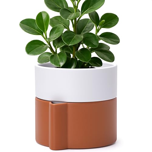 Phoenix Vine 6.5 Inch Modern Self-Watering Terracotta/White Tabletop Planter Pot with Deep Water Reservoir, Ideal for Indoor Moisture-Loving Plants