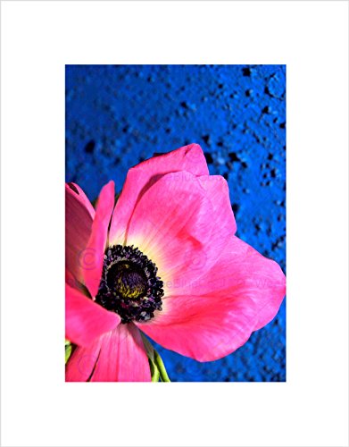 PINK FLOWER BLUE CLOSE UP BLOOM BLACK FRAME FRAMED ART PRINT PICTURE B12X9667
