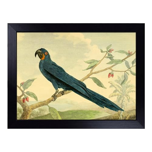 Lap Tray with Bean Bag Cushion, Vintage Charles R Ryley Hyacinth Macaw - Handmade in the UK, Raised Wooden Edge, Padded Cushion, Heat-Resistant Wipe-Clean Surface, for Meals, Laptops and Crafts