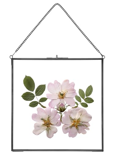 REDHUGO Glass Pressed Flower Frames,Vintage Hanging Picture Frames with Chain,Handmade Brass Floating Picture Frame,Plant Specimen Wall Ornament Display DIY Family Photo,Square,Black