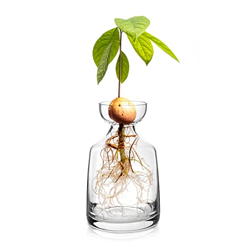 Yaoxianwu Glass Avocado Tree Flower Vases - Avocado Tree Growing Kit Flowers Pot Acorn Plant Glass Bulb Vase for Home Table Desk Indoor Decor1
