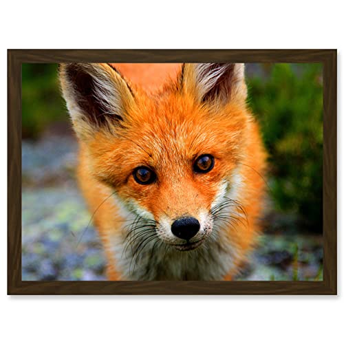 Artery8 Baby Red Fox Portrait Woodland A4 Artwork Framed Wall Art Print