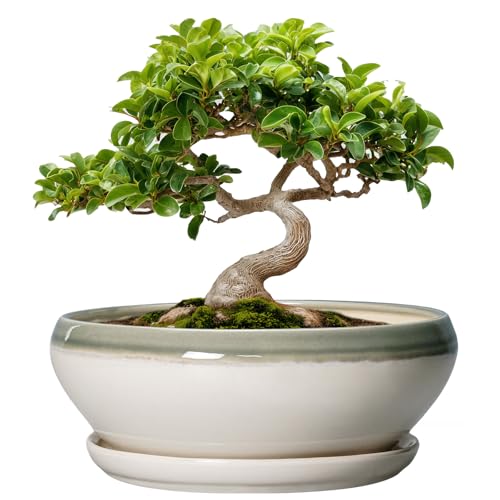 SQOWL Bonsai Pots - 8 Inch Ceramic Plant Pots, Round Indoor Planter with Drainage Hole and Saucer, Shallow Modern Planter Bowl, Room Decor, Off-White and Gray