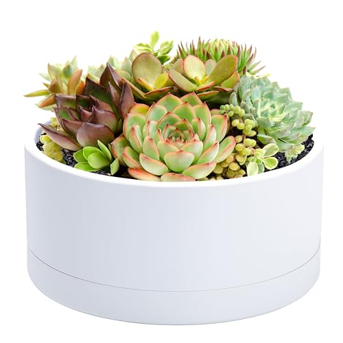 D'vine Dev 8 Inch Plastic Shallow Planter, Large Round Succulent Plant Pot with Drainage Hole and Sauce, Decorative Bonsai Pot for Indoor Plants, White, 76-A-S-1