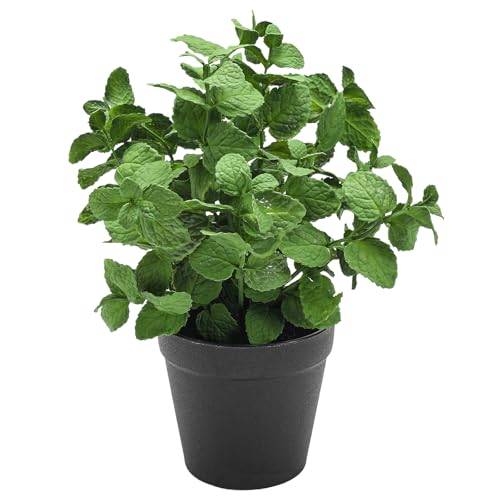 Coferset Small Fake Plants Mint Potted Artificial Plants for Shelf Desk Home Bathroom Farmhouse Room Coffee Table Decor (Mint Green)