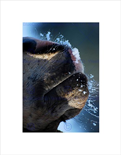 Wee Blue Coo SNOWY HORSE MUZZLE MACRO CLOESUP BLACK FRAME FRAMED ART PRINT PICTURE B12X9268