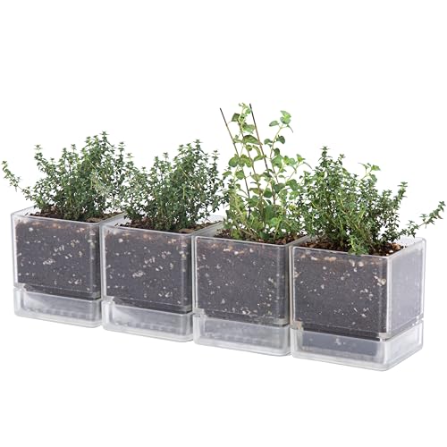 D'vine Dev 4 Inch Herb Planter Pot, Plastic Planter with Drainage Holes and Saucer, Modern Decorative Gardening Pot for Indoor Plants, Flowers, Herbs, Succulents, Clear, Set of 4, 76-Y-D-4