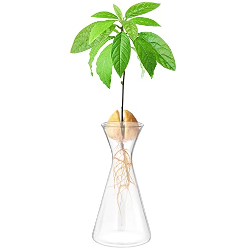 Haoideo Avocado Seed Sprout Starter Vase Planter Pot Glass Avocado Tree Plant Growing Vase Kit Indoor Home Decor Hydroponic Tabletop Flower Pot for Plant Lover