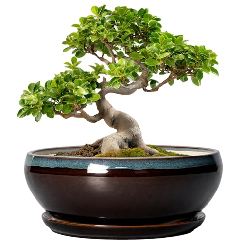 SQOWL Bonsai Pots - 10 Inch Ceramic Plant Pots, Round Indoor Planter with Drainage Hole and Saucer, Shallow Modern Planter Bowl, Room Decor, Blue and White