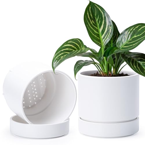 Phoenix Vine 6 Inch Planter Pot with Drainage Hole & Saucer, Deep Water Catch Tray, Straight Cylindrical Round Pot for Plants, Matte White, Pack of 2, 23-B-S-2