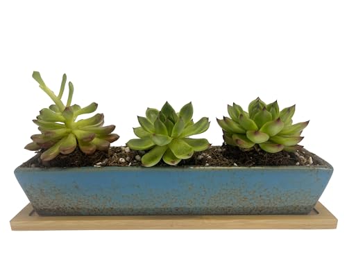 9.8 inch blue long rectangle Ceramic Succulent Planter Pot,one set of Mini Flower Plant Container with Bamboo Saucers. not include the plant.