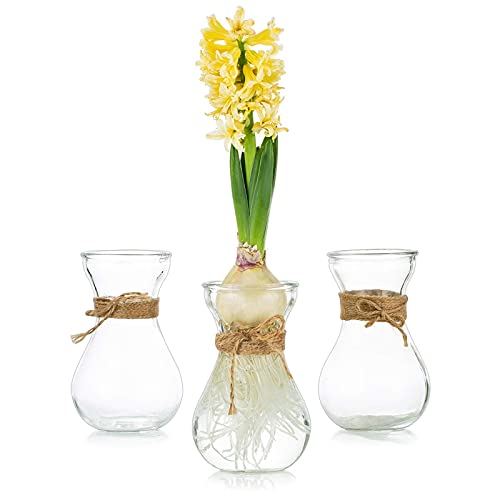 Glass Hyacinth Flower Vases 3PCS/Set Vases for Centerpieces Clear Decorative Vase with Twine Rope for Hyacinth Flowers, Rose, Home, Table