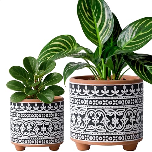 D'vine Dev Set of 2 Terracotta Planter Pots, 4 Inch & 6 Inch, Design Plants Pot with Drainage Hole, Midnight Lace, Terracotta/Black, 31-953-F-2