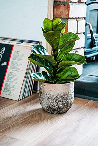 Ivyline Albero Planter H19Cm D21Cm, One Size, Brown/Cream, AP21