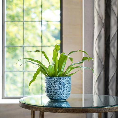 Ivyline Textured Glaze Plant Pot 18cm Dia - Contemporary Glazed Plant Pot with Textured Crackle Design- Indoor Planter Plant Pot Flower Pot for Cacti Succulents and Small House Plants (Sapphire)
