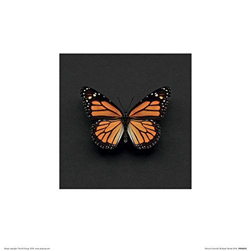 Alyson Fennell (Monarch Butterfly 30 x 30cm Art Print