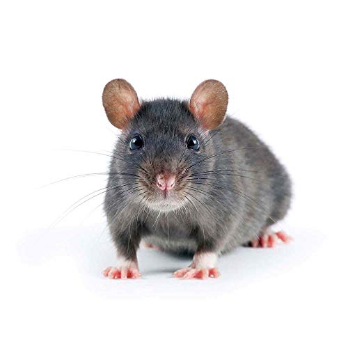 Wee Blue Coo Grey Rat Portrait Mouse Art Print Poster Wall Decor 12X16 Inch