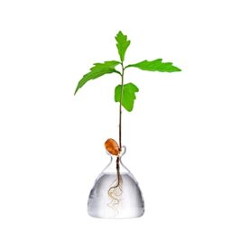 Maveite Acorn Tree Growing Vase Acorn Seed Sprouting Starter Planter Kit Hydroponics Terrariums Pot Deco Glass Propagation Vases Gardening Chirstmas Gifts for Her Him