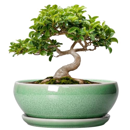 SQOWL Bonsai Pots - 8 Inch Ceramic Plant Pots, Round Indoor Planter with Drainage Hole and Saucer, Shallow Modern Planter Bowl, Room Decor, Green