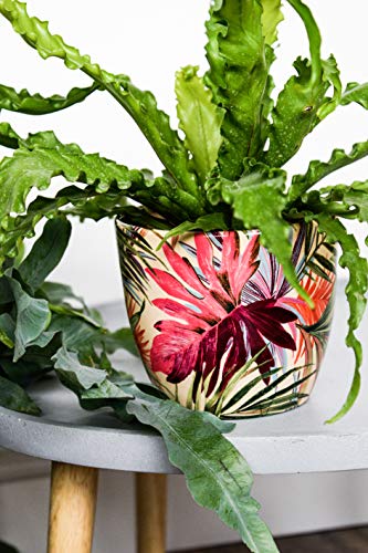Ivyline Monza Tropical Fuchsia Planter 17CM
