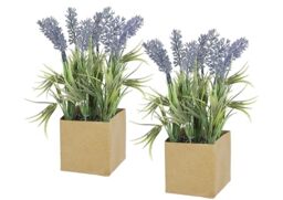 Flair Flower Lavender in Paper Pot Set of 2, Purple, 20x10x10 cm