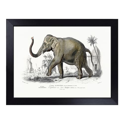 Lap Tray with Bean Bag Cushion, Asian Elephant By Charles D' Orbigny - Handmade in the UK, Raised Wooden Edge, Padded Cushion, Heat-Resistant Wipe-Clean Surface, for Meals, Laptops and Crafts