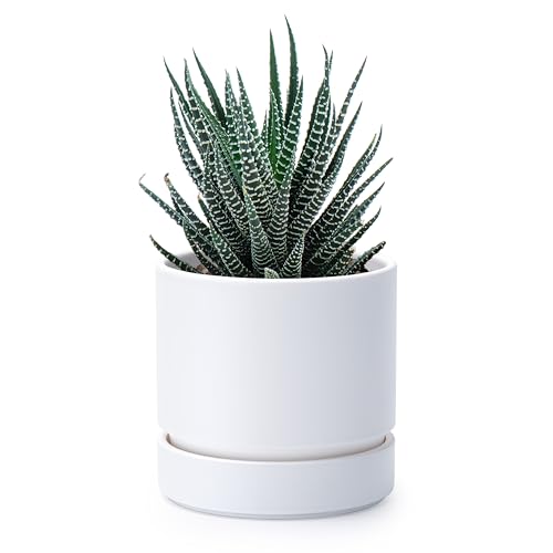Phoenix Vine 4 Inch Planter Pot with Drainage Hole & Saucer, Deep Water Catch Tray, Straight Cylindrical Round Pot for Plants, Matte White, Pack of 1, 23-B-R-1