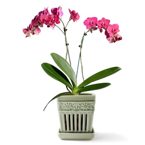 "SUADEN Orchid Pots with Holes - 5"" Ceramic Orchid Planter with Attached Saucer and Drainage Holes - Glazed Pottery Small Flower Pot for Repotting Orchids(Green)"