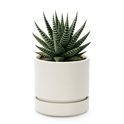 Phoenix Vine 4 Inch Planter Pot with Drainage Hole & Saucer, Deep Water Catch Tray, Straight Cylindrical Round Pot for Plants, Oatmeal, Pack of 1, 23-E-R-1