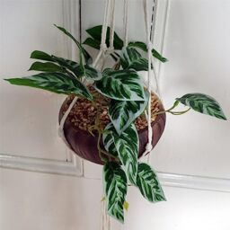 Botanik Premium Artificial Hanging Plants