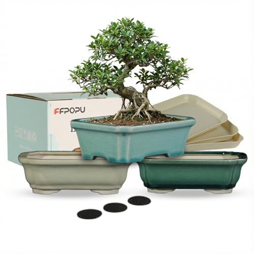 FFPOPU Small Ceramic Bonsai Pots with Drainage Tray, 3 Picks 6-inch Bonsai Tree Pot with Ice Cracked Glaze, Mini Bonsai Planter Pot for Desktop Decoration of Dwarf Trees, Succulents, and Small Plants
