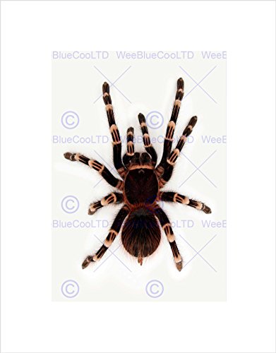 Wee Blue Coo REDKNEE TARANTULA SPIDER ARACHNID BLACK FRAME FRAMED ART PRINT PICTURE B12X9207