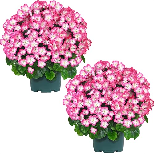 QIANYUN Artificial Topiary for Outdoors- 20??? Potted Plant Fake Geraniums Bush-UV Resistant Artificial Outdoor Plant for Front Porch, Garden, Yard, Patio Decor (White-Pink)