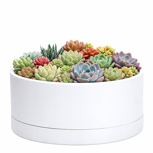D'vine Dev 10 Inch Plastic Shallow Planter, Large Round Succulent Plant Pot with Drainage Hole and Sauce, Decorative Bonsai Pot for Indoor Plants, White, 76-Z-A-2
