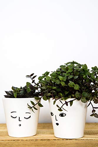 Ivyline Indoor Cacti Face Planter 'Wakey' Size: H7 x W7 x D7cm