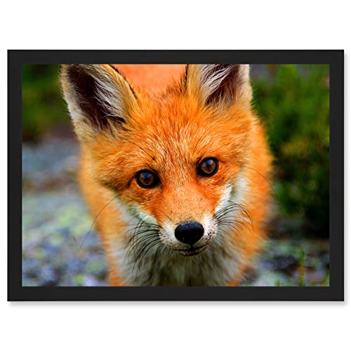 Artery8 Baby Red Fox Portrait Woodland A4 Artwork Framed Wall Art Print