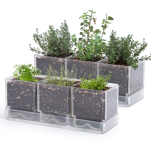 D'vine Dev Herb Garden Planter Set, Plastic Plant Pots with Drainage and Saucer, Indoor Succulent Cactus Vegetable Pot for Windowsill, Garden Balcony, Clear, Set of 2, 76-V-D-2
