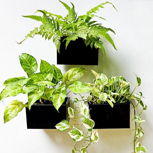 LaLaGreen Wall Planter - 3 Pack, 6 Inch Wall Mount Planters for Succulents Black, Rectangular Hanging Metal Flower Pot, Long Window Boxes Fence Air Plants Holders Floating Garden Shelf for Deck Indoor