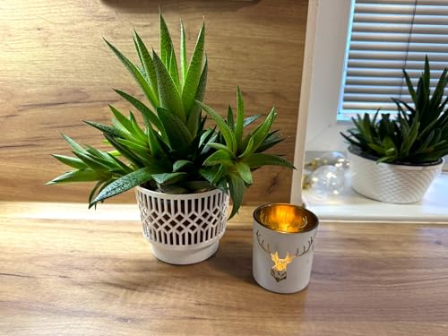 Kimmel Set of 3 Classic Planters 11 cm Colour White for Indoor Plants Succulent Pot Cactus Pot Plant Pot Orchid Pot Decorative Pot