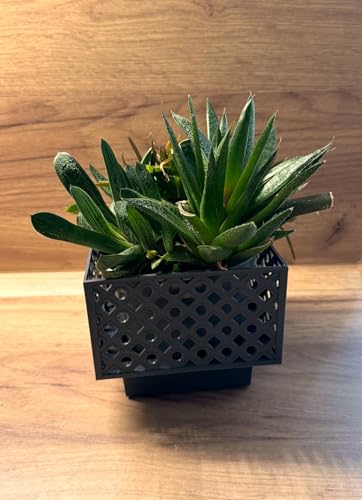 Kimmel Square Planter 11 cm Grey Set of 2 Flower Planters Orchid Pot Plant Pot Decorative Pot