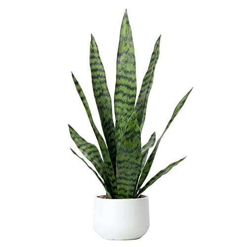 "Bird Fiy Artificial Snake Plant 22.5"" Faux Agave Fake Sansevieria Artificial Potted Plants for Indoor and Outdoor Home Office D??cor (White Pot)"