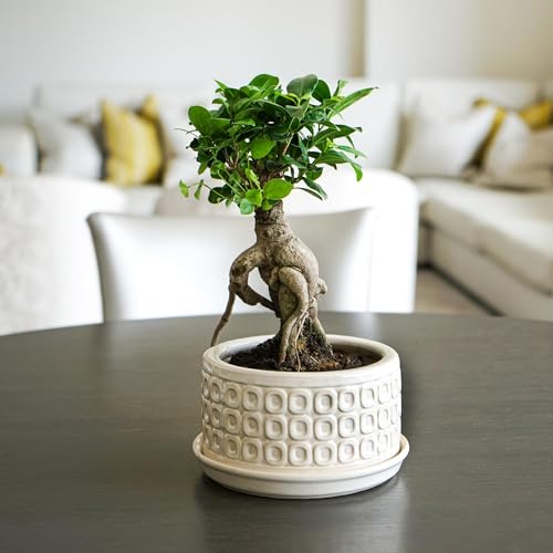 Ivyline Round Bonsai Planter in Cream - Waterproof & Durable - Contemporary Premium Glazed Decorative Indoor Ceramic Flower Pot - H38.5cm x D20cm